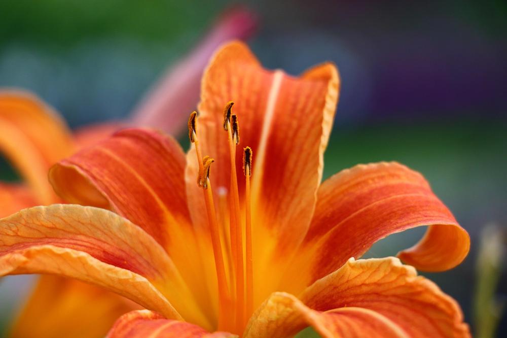 daylily garden